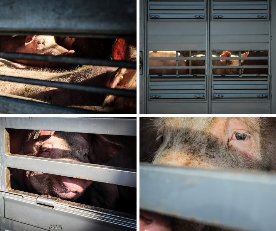 Eine Collage mit mehreren Bildern von Schweinen auf einem Tiertransporter auf dem Weg zum Schlachthof, die mit traurigen Augen zwischen den Gittern heraus sehen.