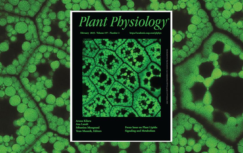 The cover image features a confocal micrograph of BODIPY-stained lipid droplets (LDs) in a castor seed (Ricinus communis), the source of valuable castor oil. Lipid droplets (LDs) are evolutionarily conserved cell organelles that store neutral lipids in the aqueous cell environment and are involved in numerous physiological processes during plant development and adaptation to environmental stresses. Cai and Horn (https://doi.org/10.1093/plphys/kiae533) reviewed critical advances in identifying plant LD proteins, highlighted the structural features of key LD proteins that contribute to their localization and conserved (or divergent) functions across organisms, and discussed future perspectives on bridging our knowledge gaps in plant LD biology. Image credit: Yingqi Cai, University of North Texas.