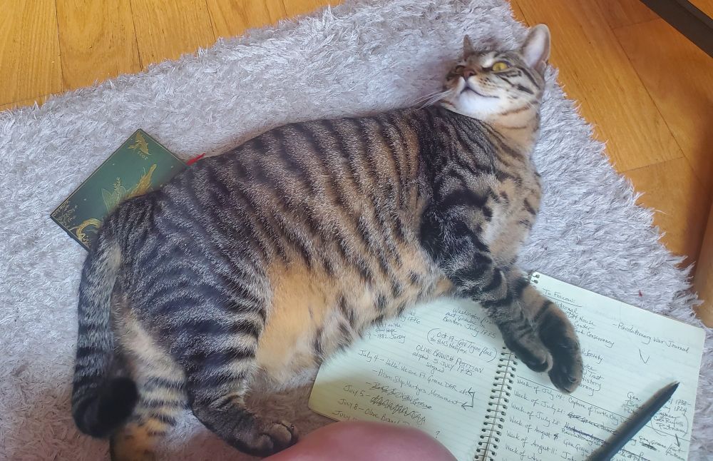A tabby cat with golden eyes drapes herself over a notebook that her human friend has been trying to read. She rests her right rear paw on her friend's knee to attract further attention. 