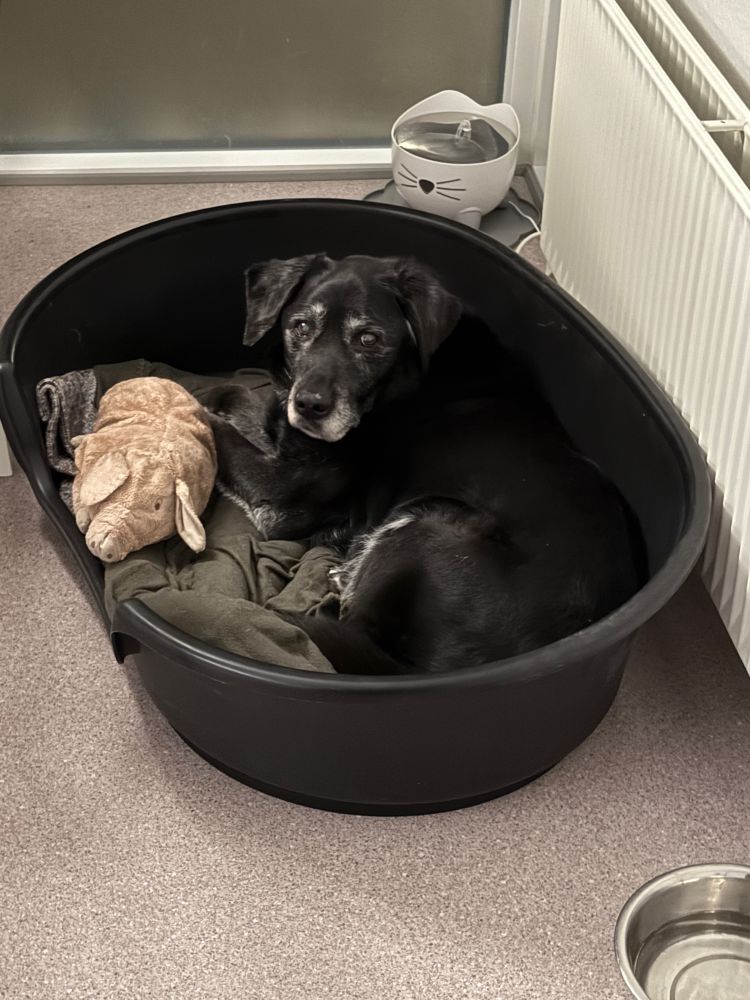 Labradore in his basket with his plushy pig