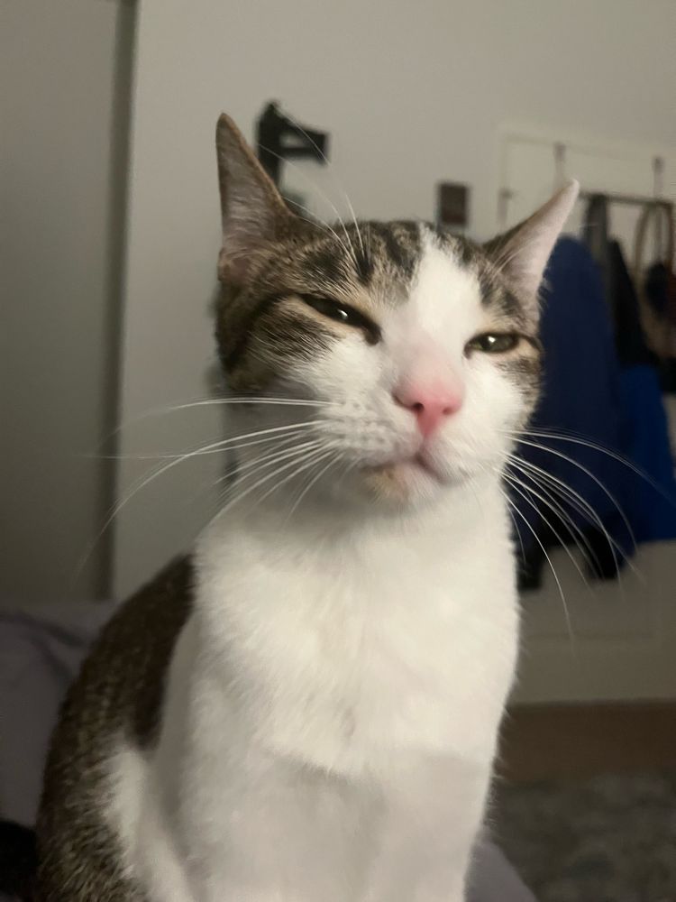 stinky cat squints a bit, perhaps he’s sleepy