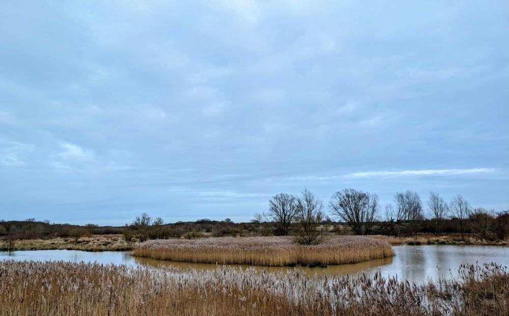 Reeds, marshes and bare trees on a wintery day