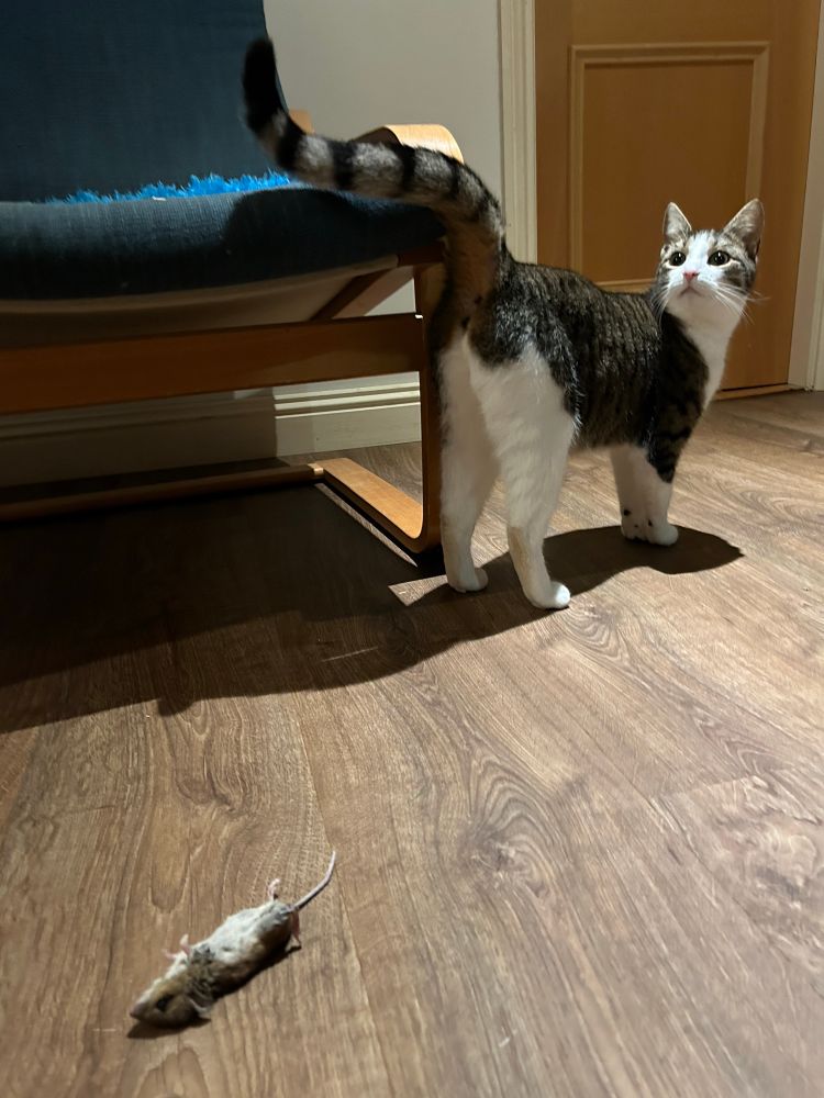 Striped cat with tailed raised looking back and upwards over her shoulder. She is before a chair and there is a dead mouse on the wooden floor. 
