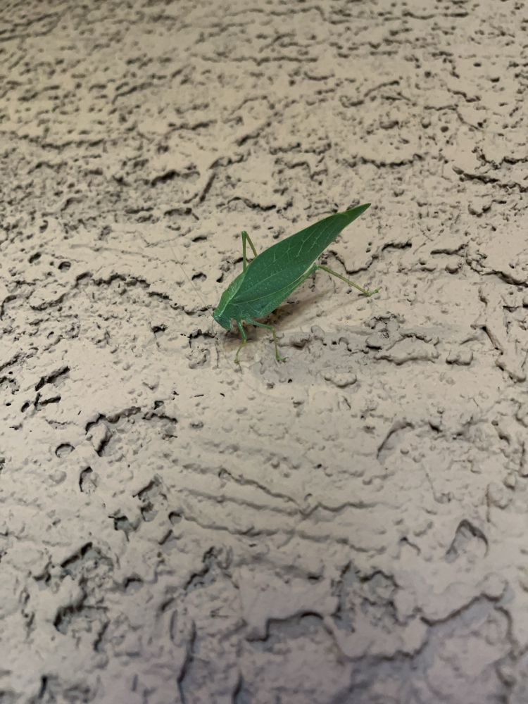 Bright green, leaf-like greater anglewing on rough brown stucco. 