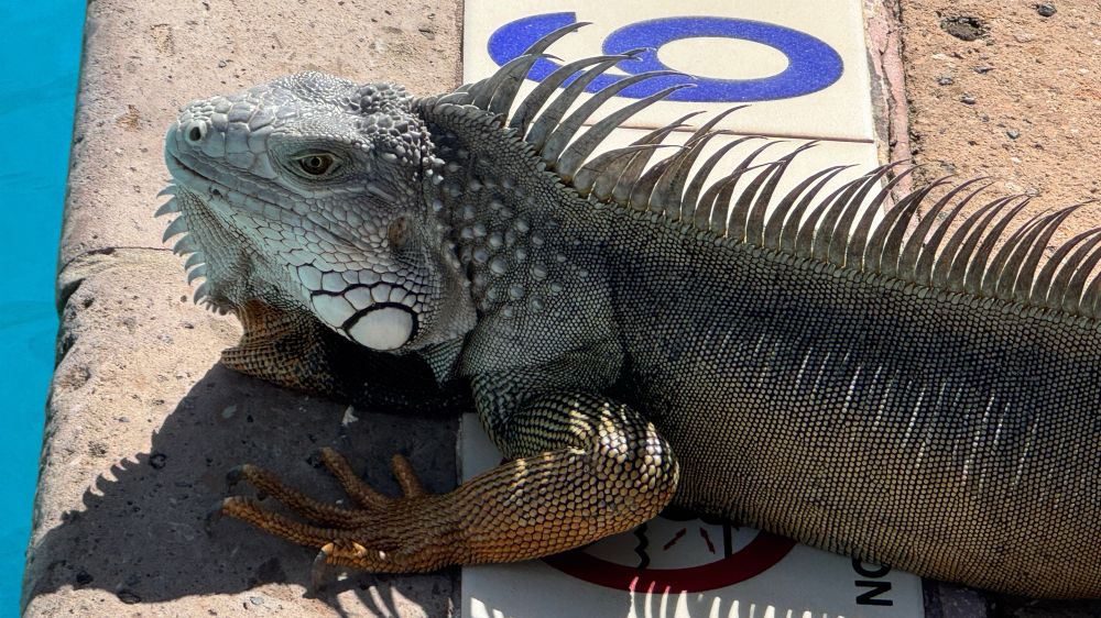 A magnificent lizard, lounging by the side of a hotel swimming pool. 