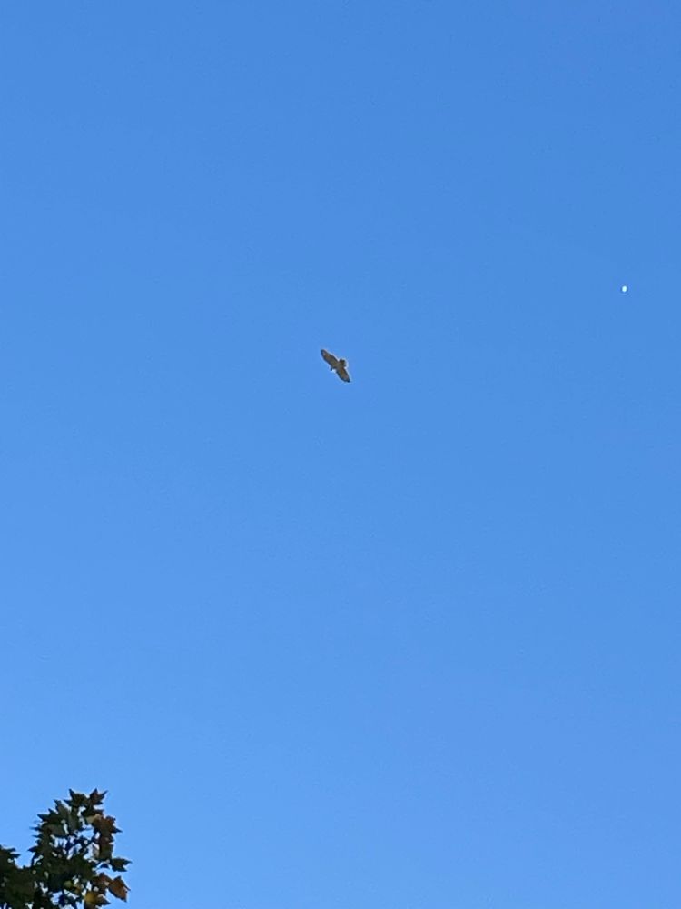 Blue sky background with a distant image of the white underside of a hawk 