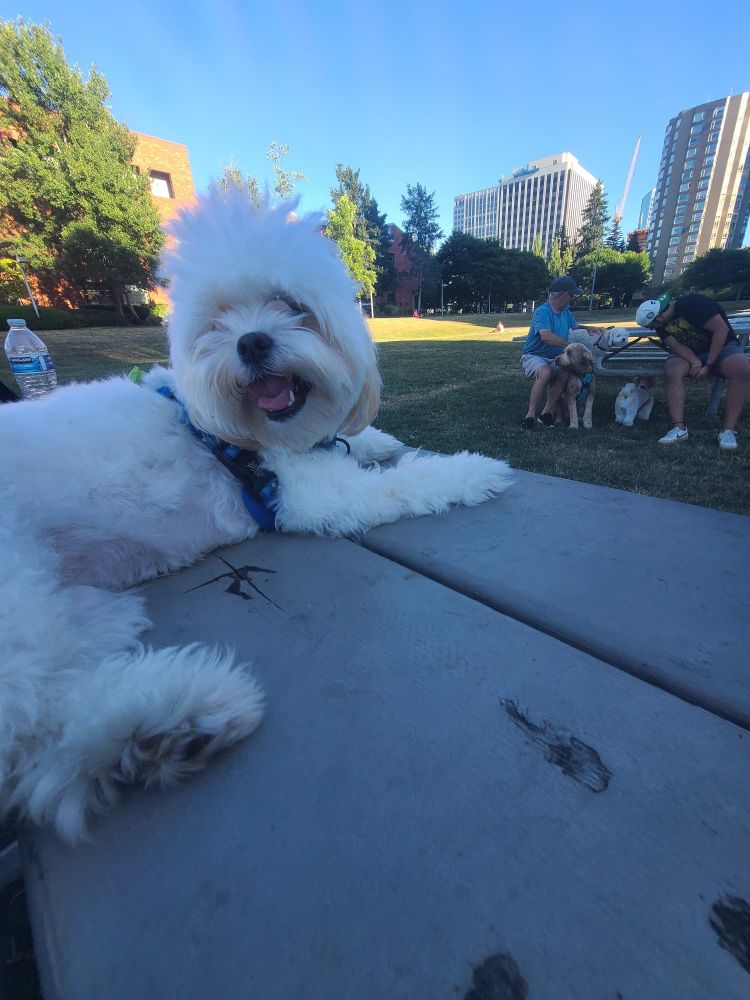 a small white fluffy dog lays down on a picnic table, looking back at the camera