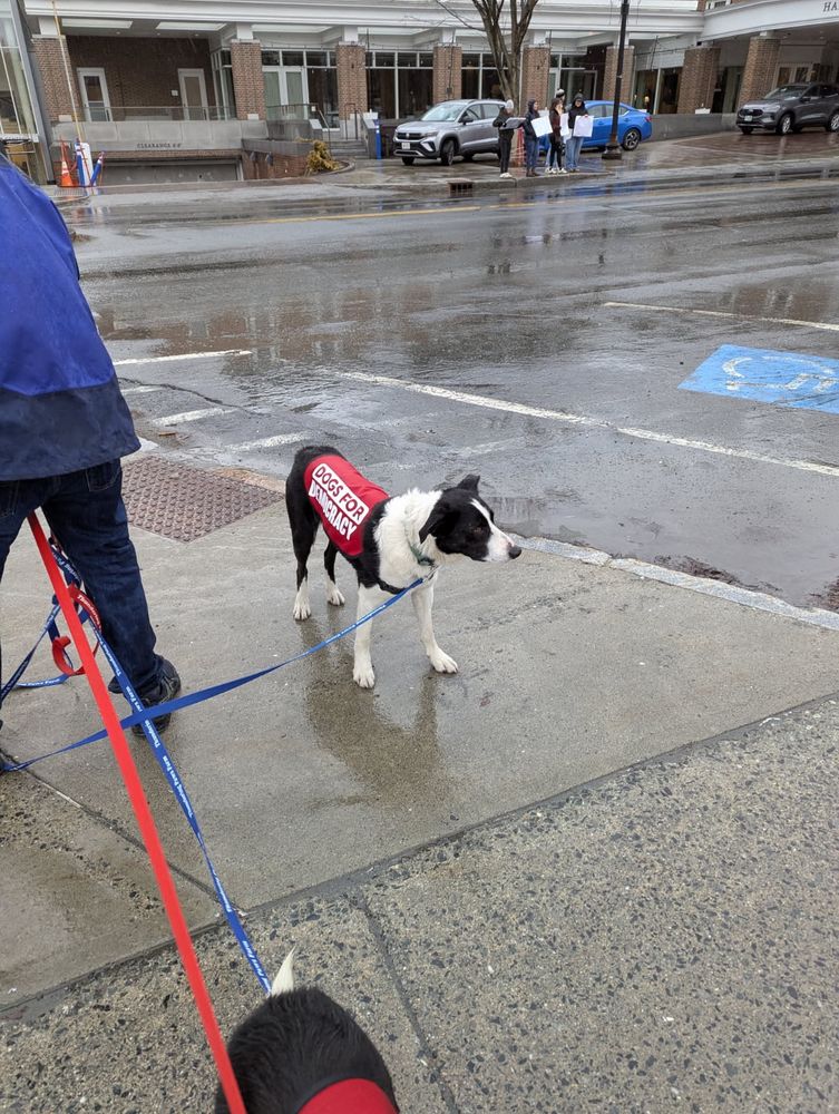 Dogs for Democracy in Hanover