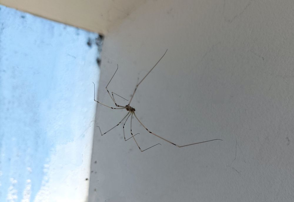 Photo en gros plan depuis un velux d'une de mes colocataires à huit pattes nommée pholque - vue de 3/4 