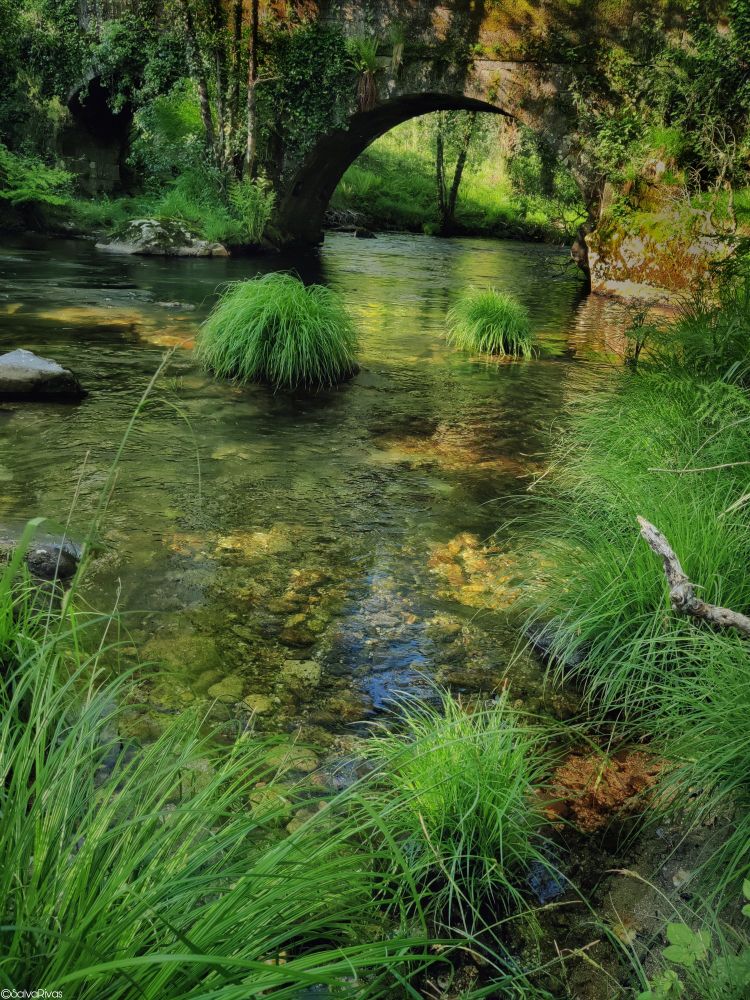 Where grass grows without permission, so does freedom.
Under the river bridge.