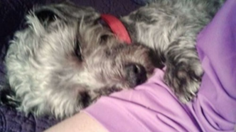 Donate to Help me clear old debt from vet bills., organized by Jami Russell