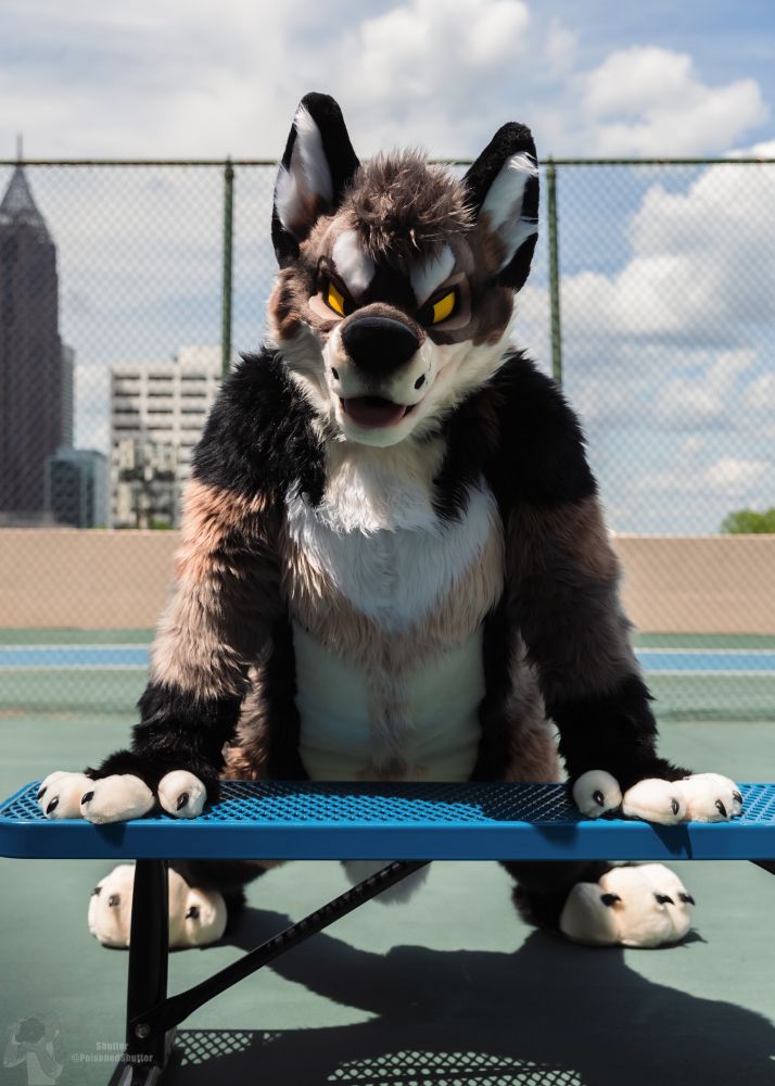 A brown, black, and cream colored werewolf fursuiter.  He's on a tennis court doing push-ups off of a blue metal bench.  He's looking directly at the viewer.  There are some tall buildings in the background.  It's a mostly cloudy day.  It was quite hot too, so definitely give him a few sniffs!