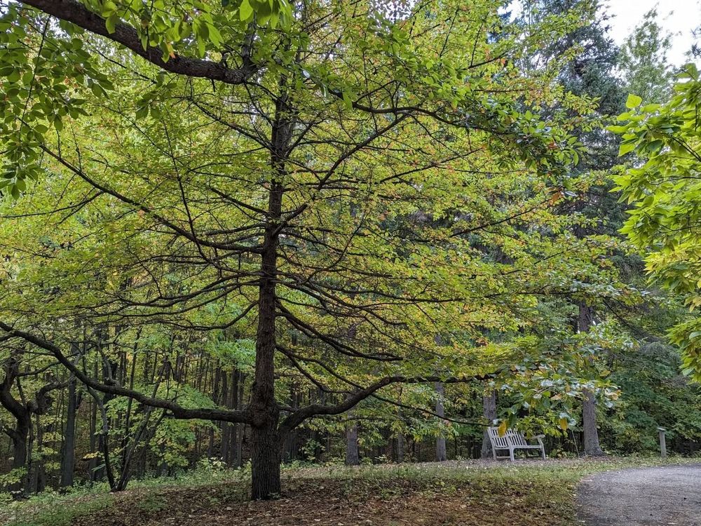 Black Gum tree with tiny park bench just outside of its considerable reach, for scale. The tree's arms-out-wide branching tendency is very visible in contrast to its yellowing leaves and the surrounding autumn daylight.
