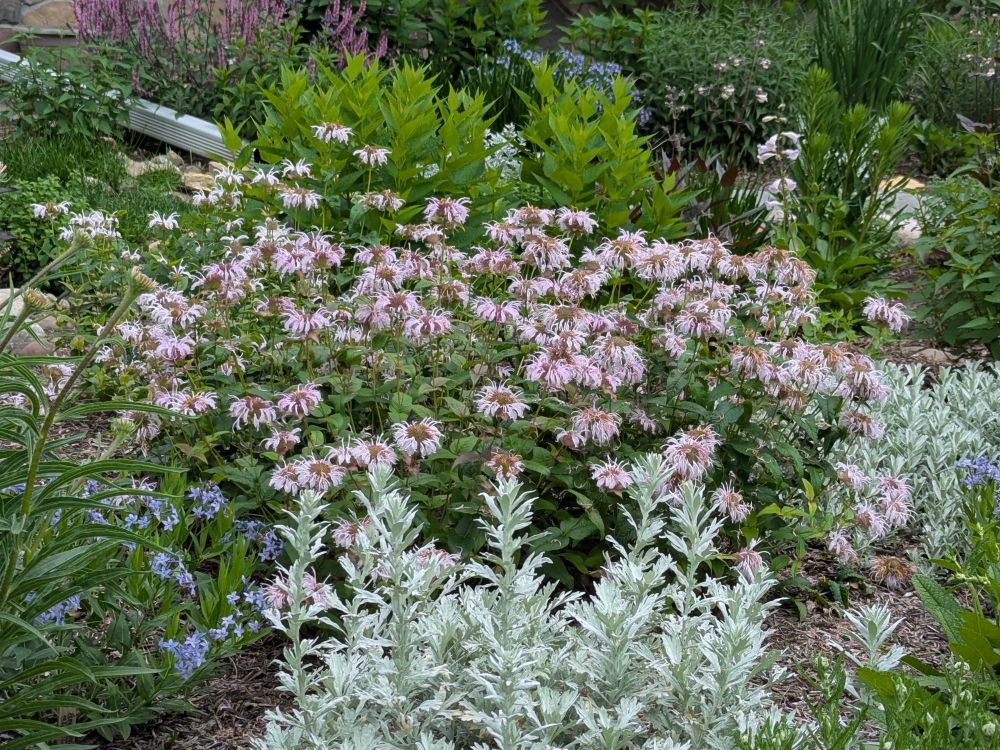 Ghostly pink Monarda Bradburiana blooms dominate this photo with Artemisia Silver Lining in the center foreground, blooming Amsonia Blue Ice in the left foreground, Artemisia Garden Ghost to the right, and very fresh spring greens from Agastache Blue Fortune coming up behind the Monarda. In the far background are more Amsonia blooms, some dark pink spikes from a pink Caradonna Salvia, some dark foliage from Huskers Red Penstemon, which has just started to display its own ghostly pink blooms, and other general greenery. There is not much room left between all of this plant activity to see the mulch between the plants.