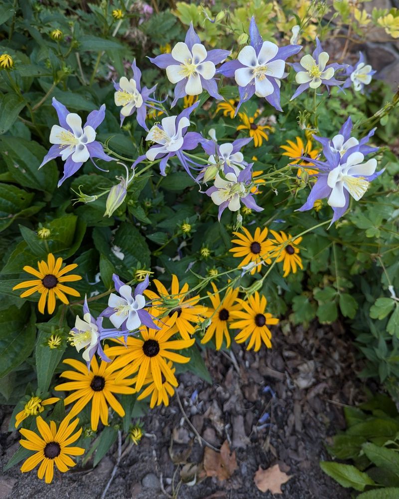 The deep yellow flowers of Black Eyed Susan (more specifically Rudbeckia Hirta) commingle with the purple and white flowers of the Rocky Mountain Columbine over a backdrop of green foliage and yellow emerging Rudbeckia buds.