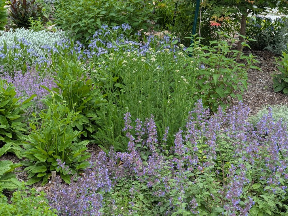 The pre-bloom stalks of a clump of yarrow take center stage with sprays of light purple catmint blooms in the foreground and to the left of the photo. Amsonia blue ice is in bloom along the middle of the background. Behind that is greenery from agastache blue fortune and Artemisia silver lining. Greenery from Stachys summer crush, another agastache, and a touch of Artemisia silver mound fill in the rest.