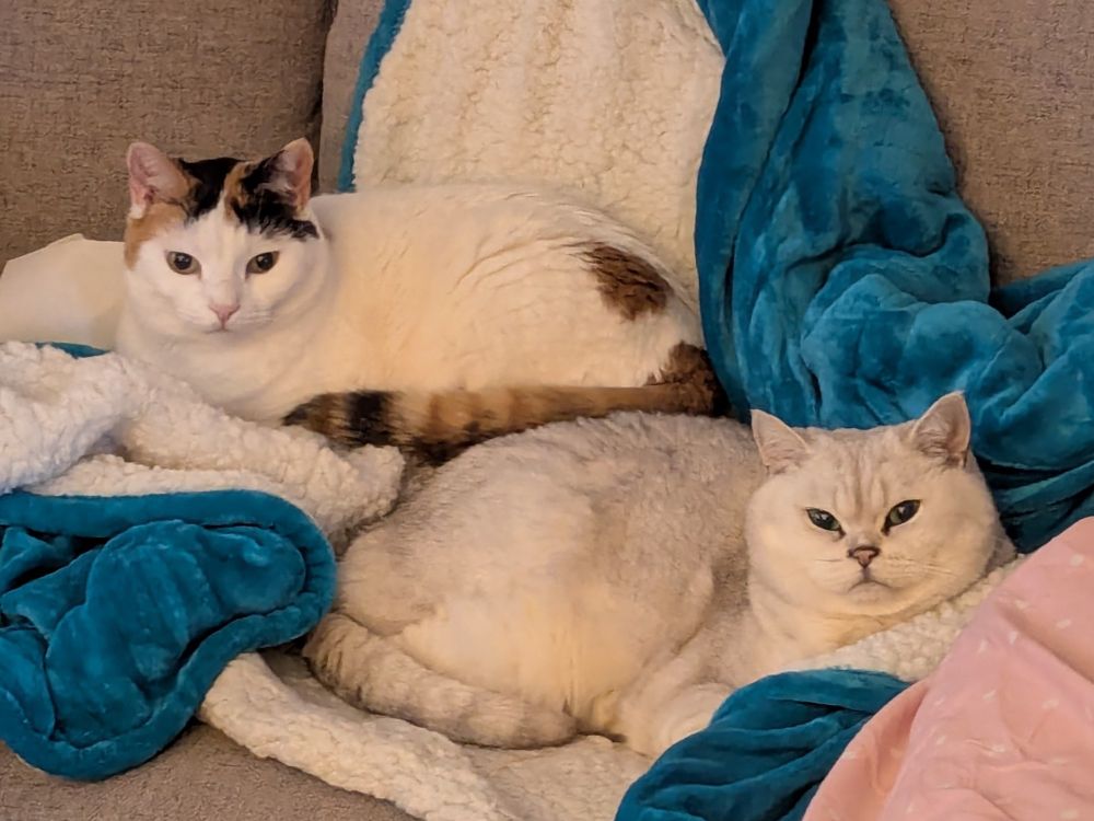 Marceline is a shiny white calico cat and Thursday Next is a big fluffy white British shorthair cat with grey-tipped fur in a tabby pattern. They are pictured here on the couch, both ensconced in an aqua-and-white fleece blanket. Marceline is slightly behind Thursday and elevated one cat-height above her. They are otherwise symmetrically situated with their heads in the opposite, outer parts of the frame. They both look content and as if nothing terribly remarkable is happening, which is the most remarkable part. Their flanks are definitely hugging. Do they know? I think they do!
