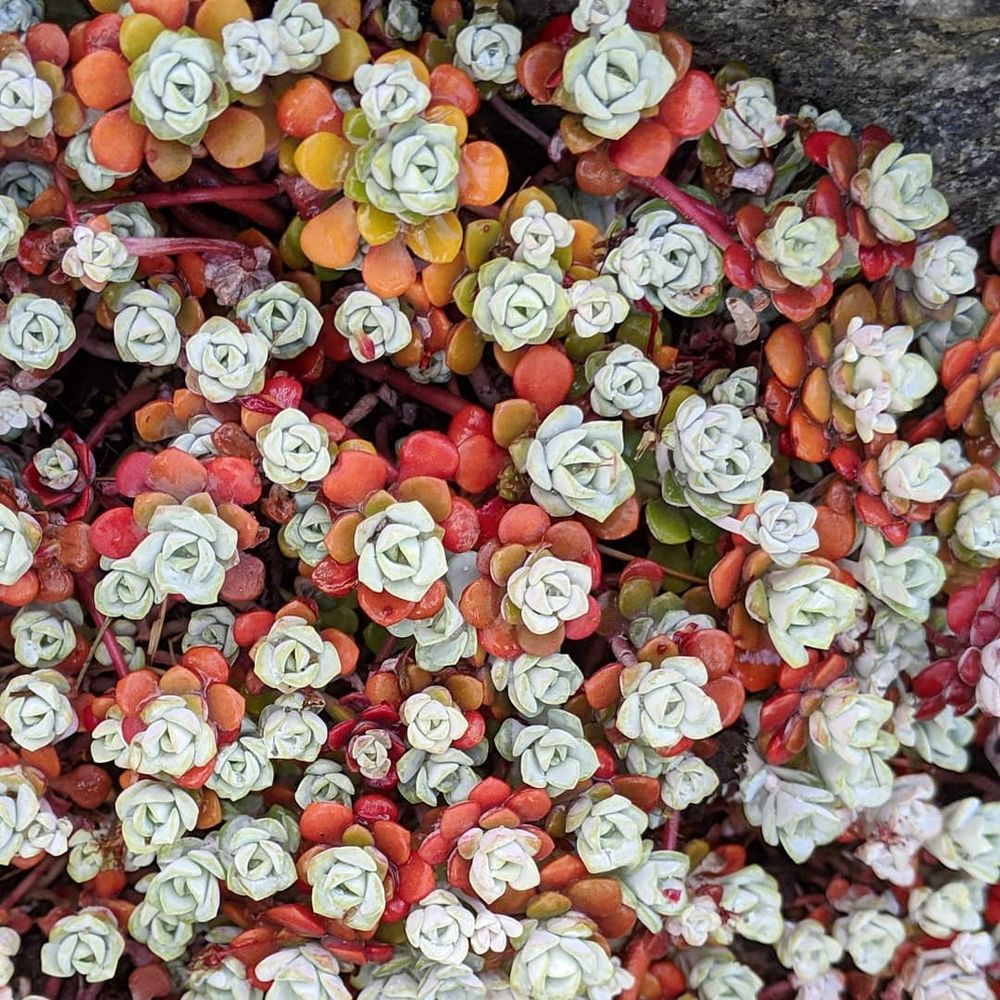 Sedum spathulifolium 'Cape Blanco' with its ghost white centers edged with red, orange, light orange, green, and yellow leaves.