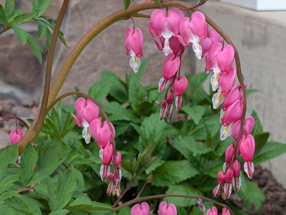 Bright pink, heart-shaped dicentra flowers dangle from arching stems above fresh, spring-green foliage.