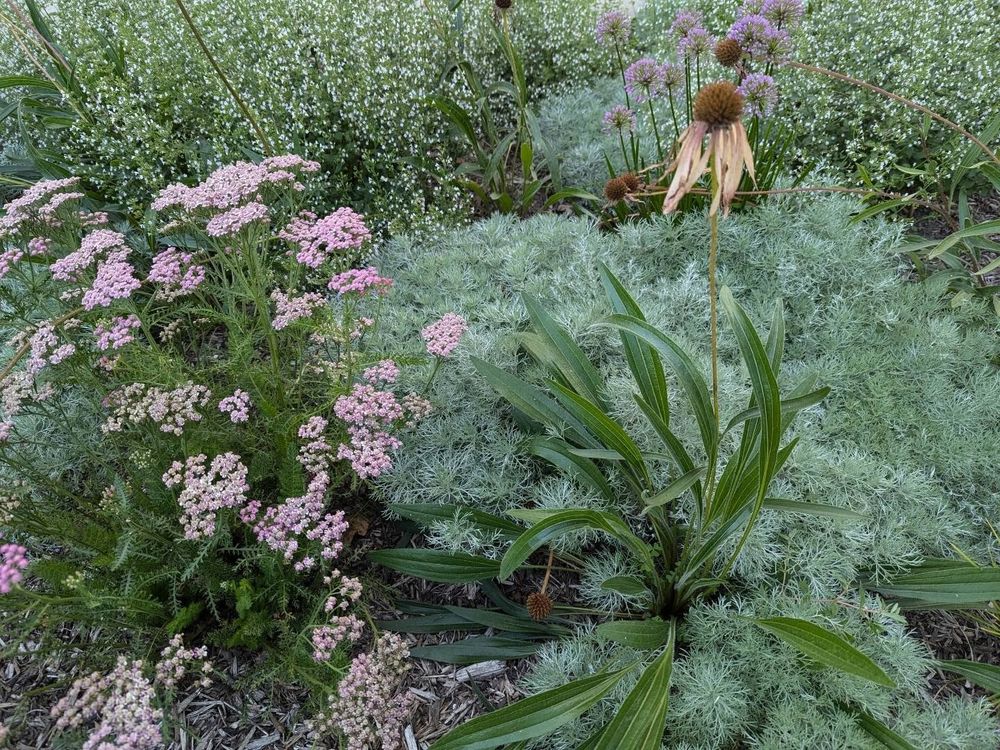 A pollinated pale coneflower rocket sits in the foreground with an Artemisia Silver Mound muffler engulfing the lower parts of its basal foliage. To the left you see Pink Grapefruit yarrow in bloom but on its way to going to seed. Along the back are sprays of white flowers from Calamintha Nepeta ssp Nepeta (these will turn blue before going to seed later) and a little pop of purple Summer Beauty Allium flowers. The Artemisia Silver Mound foliage forms a river from the foreground through the Calamintha in the back.