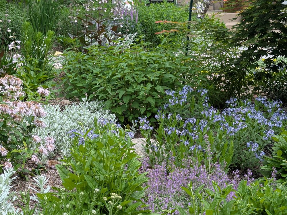 Amsonia blue ice is in bloom along with catmint and Monarda Bradburiana. Veronica is also in bloom off in the distance. Filling in between the blooms are the fresh spring greeneries from agastache, Stachys summer crush, yarrow, Siberian iris, Artemisia silver lining, and the dark green and red emerging leaves of a Korean maple sneaking in from the right of the photo.