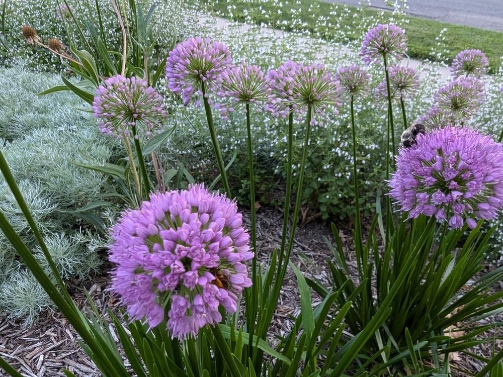The bright glowing purple spherical flowers and deep green foliage of Allium Summer Beauty (or possibly Allium Millennium) and some visiting bee friends take up the foreground. Sprays of tiny white flowers from Calamintha Nepeta ssp Nepeta line the sidewalk as a backdrop. The fluffy silver-green foliage of Artemisia Silver Mound buttresses the scene from the left. A few seed heads and some spikey foliage from a couple of Echinacea Pallida plants pop up from between the Artemisia and Calamintha. Some mulch can be seen between the Alliums and the other plants. I expect that to get fully filled in and covered over this year, mostly by the Artemisia.