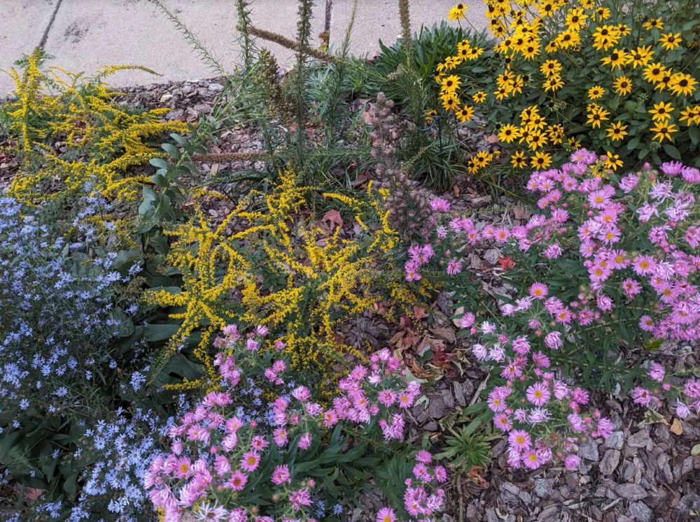 Smooth Aster, New England Aster, Fireworks Goldenrod, Liatris, and Rudbeckia Goldsturm, mingling together, viewed from above