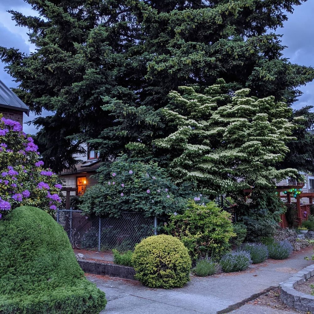 The lower portion of a massive blue spruce tree forms the backdrop for a variety of plantings. A Kousa Dogwood tree in flower takes up the middle layer of this sidewalk-facing front-yard display, along with what is probably a rose bush, flowering in pink, and a pink-purple rhododendron bush. Two sculpted bush conifers support the scene from the bottom, and finally a few lavender bushes and unspecified other greenery fills in from the bottom. Two houses peek through from behind the display, and one driveway cuts through the scene between the two sculpted bush conifers.

If the dogwood tree were not in flower, you might mistake it to be just part of the blue spruce tree if you didn't look closely, it's so well cuddled by its neighbor.
