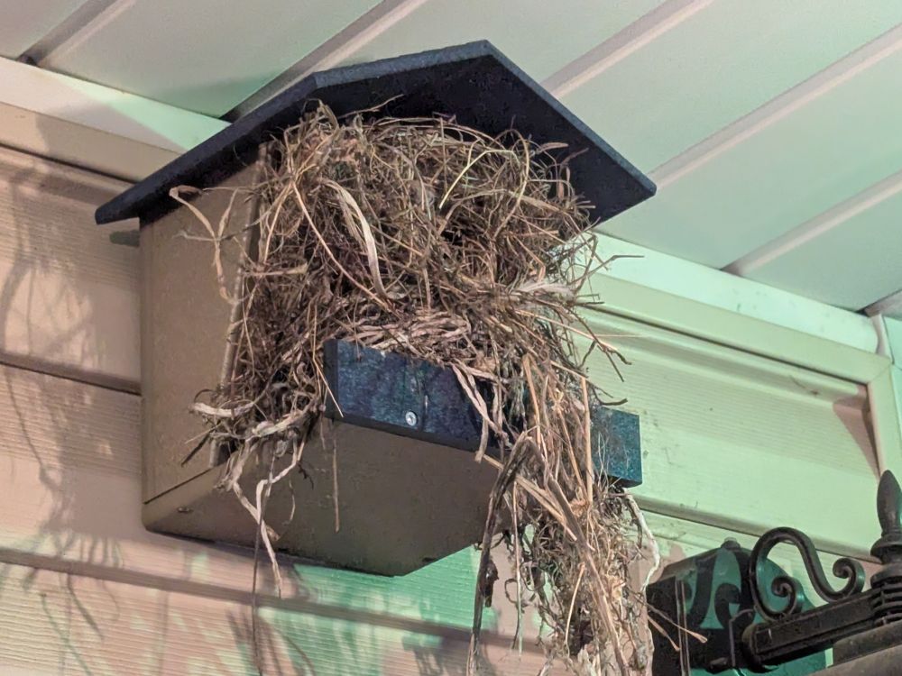 A mini-house-shaped cove attached to our house, just under the eaves, for purposes of attracting Robins, is seen here with an empty Robin's nest barely visible beneath a dense snarl of hay, which is overflowing all over the place, sticking out well beyond the perimeter of the provided shelter. These guys have an extremely maximalist sense of interior design.