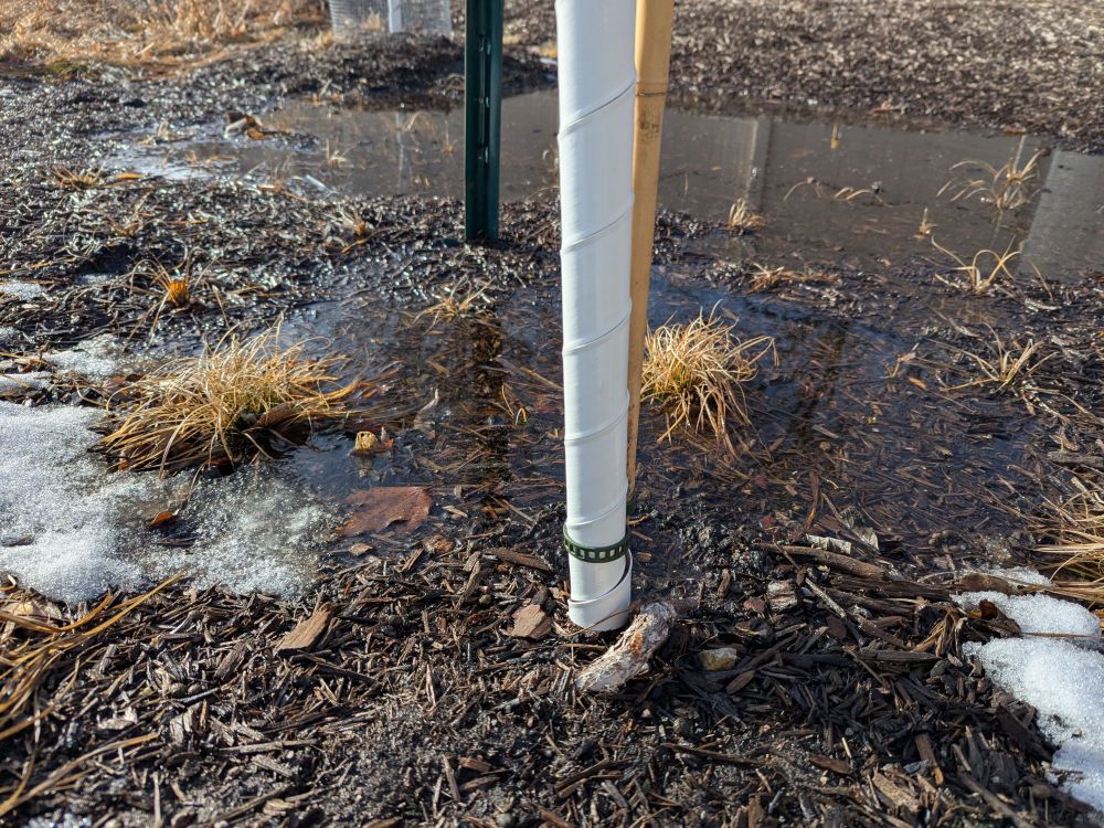 A closer look at the water pooled right up to the base of the River Birch tree. You can see brown tufts of Carex pensylvanica unhappily also wading in this shallower area of the overall pool of water.