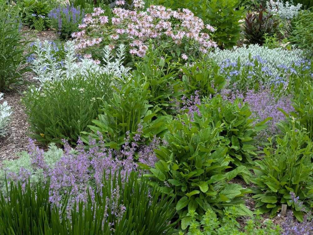 Monarda Bradburiana is in bloom along with catmint and a touch of Amsonia blue ice. Veronica is also in bloom off in the distance. Filling in between the blooms are the fresh spring greeneries from Stachys summer crush, yarrow, Artemisia silver brocade, and a touch of Artemisia silver mound. Allium summer beauty's dark green pre-bloom foliage provides a nice spikey contrast to it all in the foreground. The catmint blooms are intermingling with the allium foliage, creating a really nice contrast.