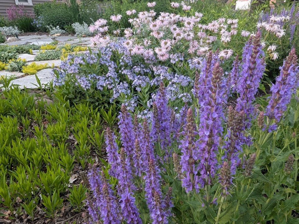 The soft purple blooms of Blue Hill Salvia take up a large part of the foreground with the cool blue blooms of Amsonia Blue Ice and the ghostly pink blooms of Monarda Bradburiana taking up the right two thirds of the background. The left side of the foreground is taken up by green tufts emerging from the ground. They fill in all of the space between the main characters and the flagstone patio that is visible in the upper left corner of the photo. Angelina and Antennaria and other sedums fill in the gaps between the flagstones.