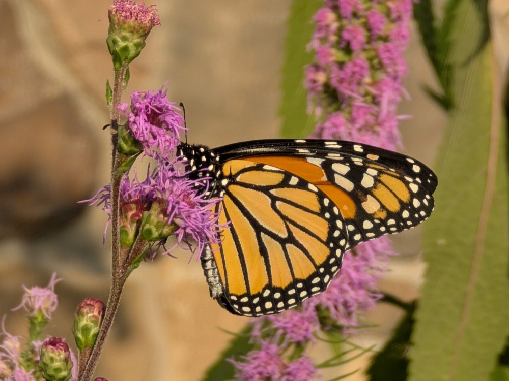A close up of a monarch butterfly on a meadow blazing star flower spike that is just starting to bloom.