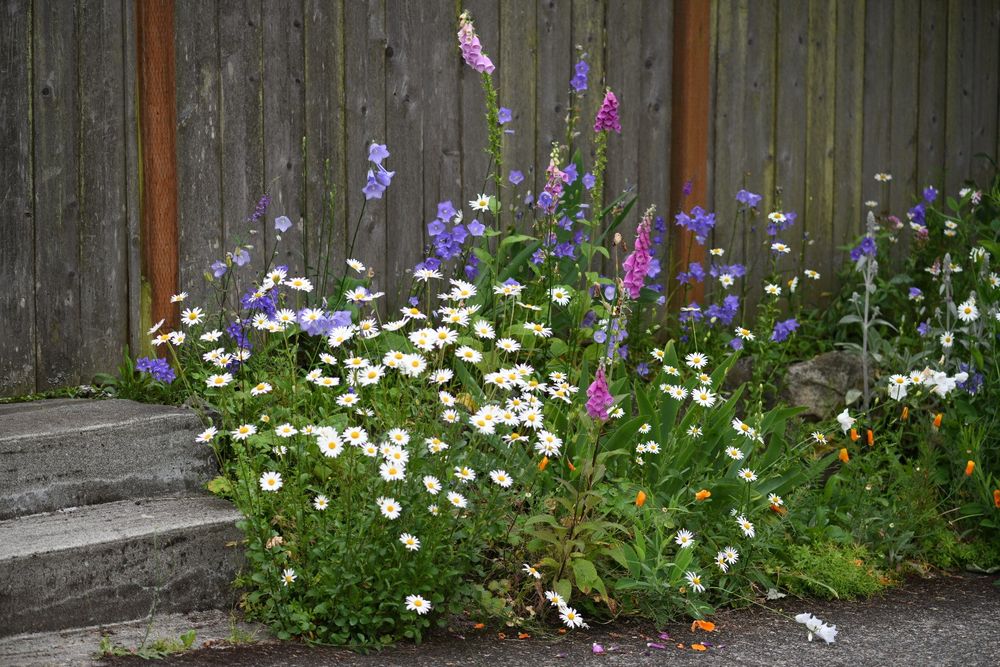 White daisies dominate a very small garden bed, whose crowded blooms spill over into the sidewalk in the foreground and a couple of steps on the left, which lead to a weathered fence, which forms a backdrop for the whole scene. Purple bellflowers, pink foxgloves, and what I'd guess are orange poppies (not in full bloom) all emerge from the daisies to create a striking scene.
