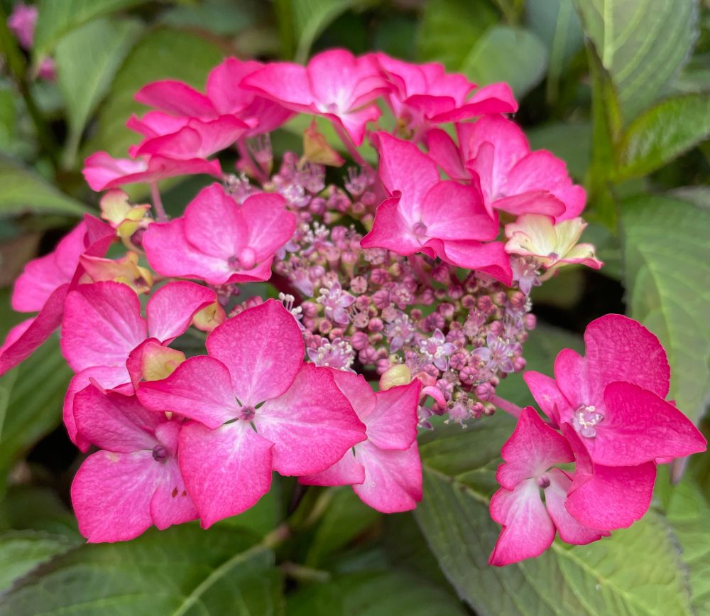Vivid pink hydrangea flowers bursting out from a background of green leaves.