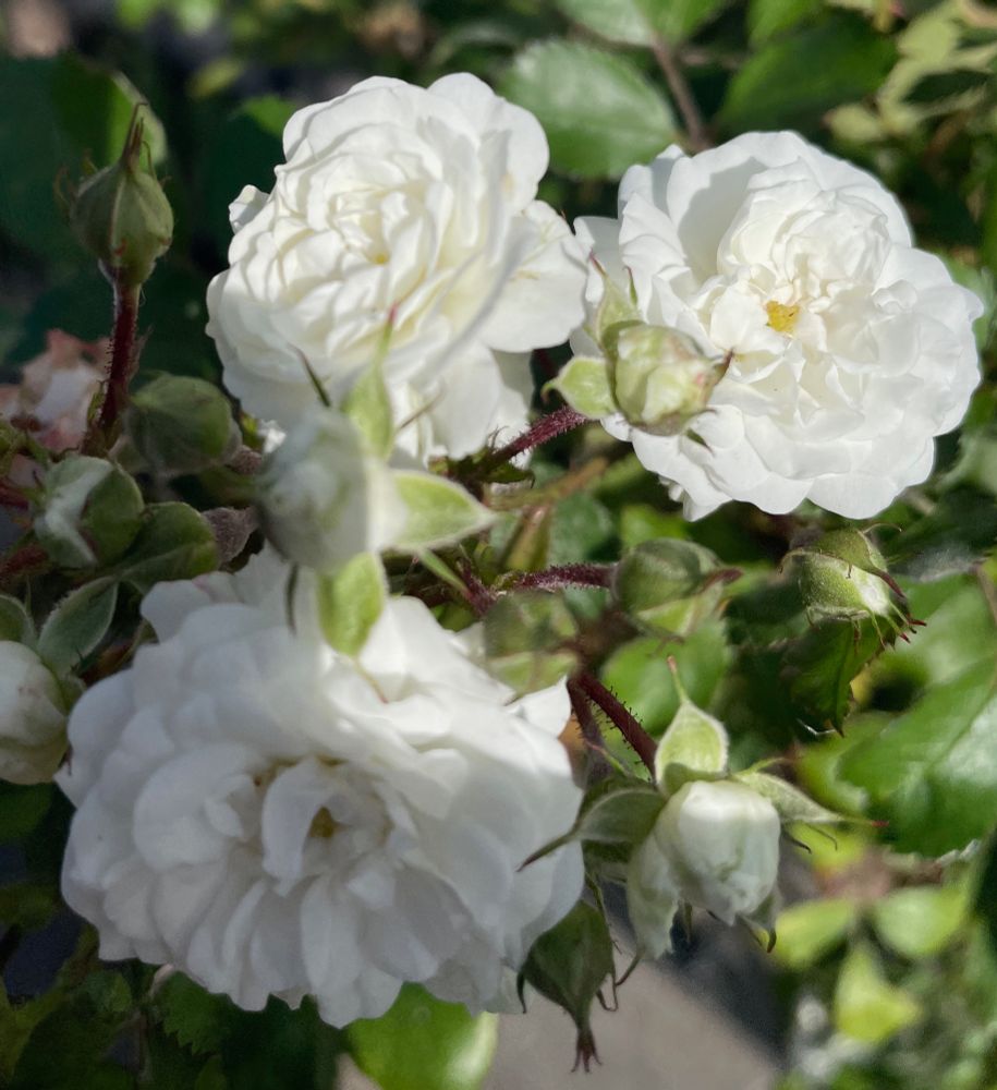 Three beautiful white roses in bloom on their green bush in the early evening light.