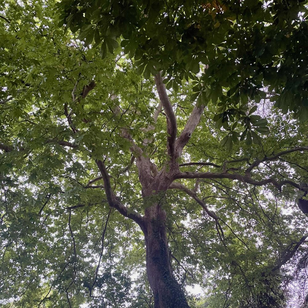 A giant chestnut tree spreads its branches over the road, forming a massive green canopy.