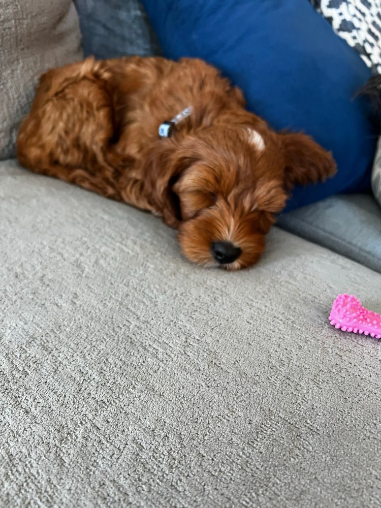 Roxie the mini labradoodle puppy sleeping 