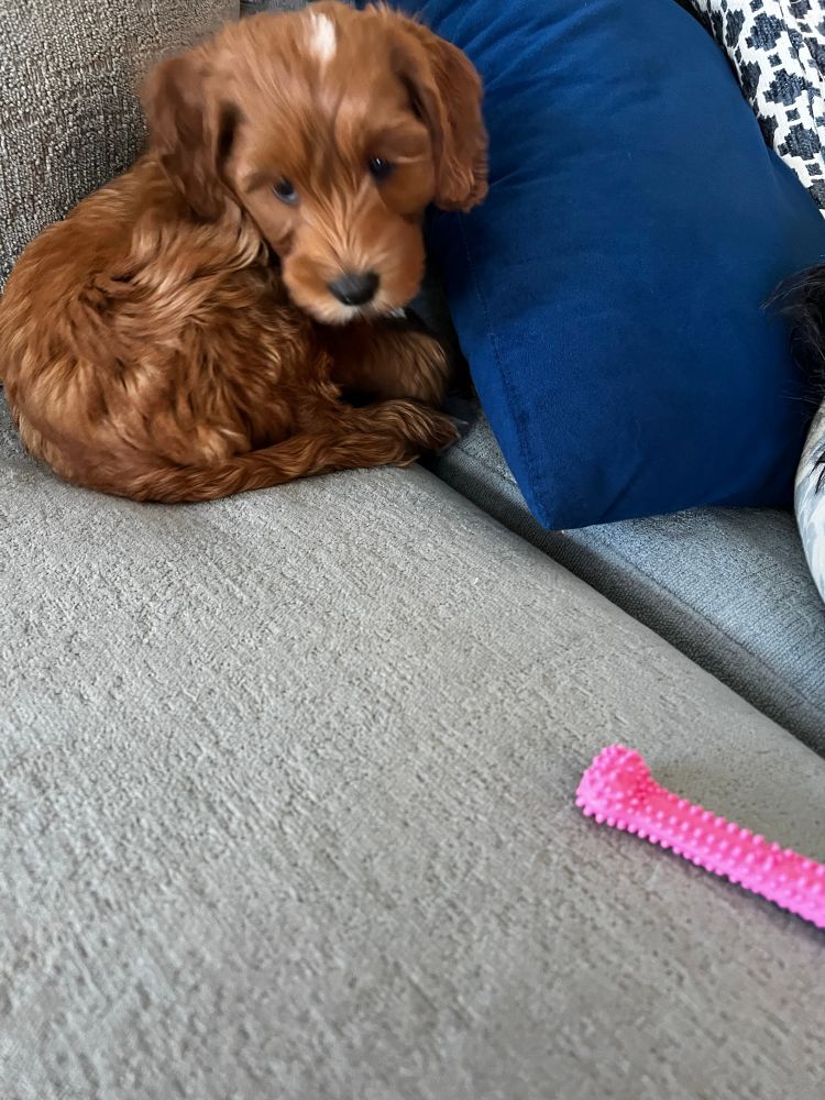 Roxie the mini labradoodle puppy 