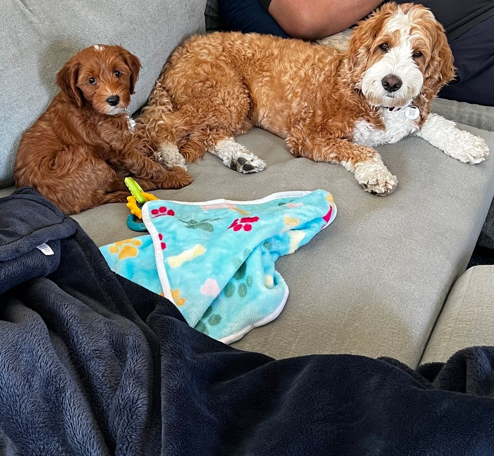 Roxie and Remi the mini labradoodles 