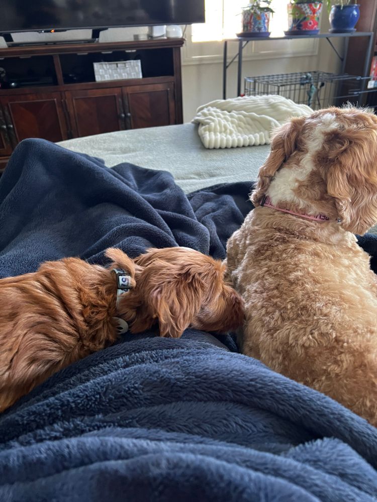 Mini labradoodles on a blue blanket on the couch. 