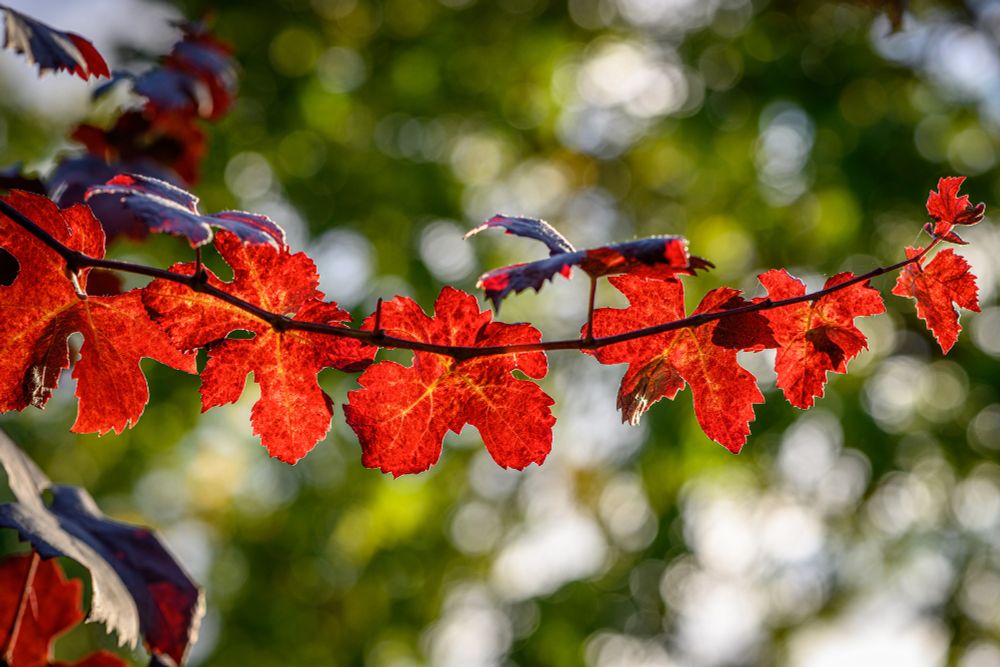 Color photo.  A thin branch, growing from left to right across the frame.  On it are numerous red leaves with yellow veins, backlit and glowing by the unseen sun.  In the background are soft circles of green and white.