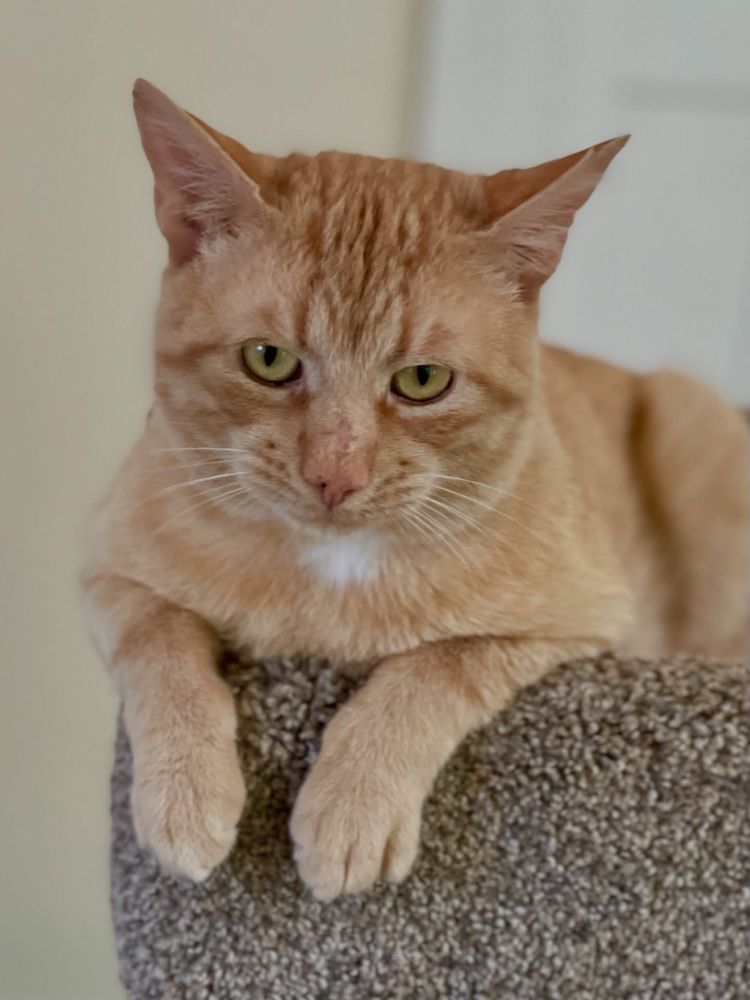 A brown cat looking at the camera angrily 