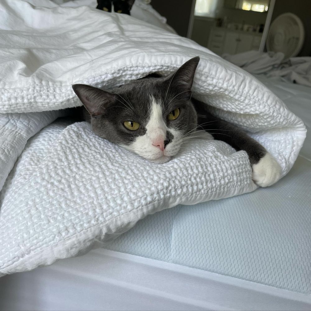 A grey and white cat in a white  blanket 