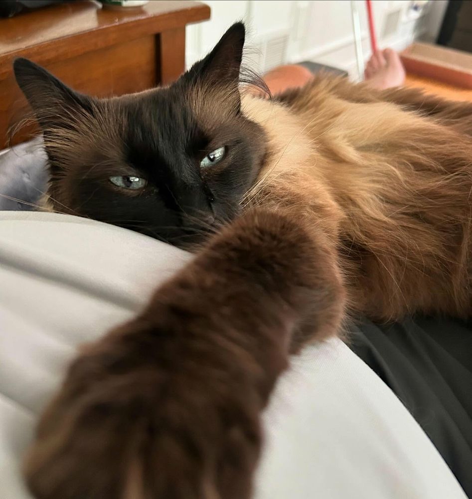 A brown cat looking at the camera 📷. 