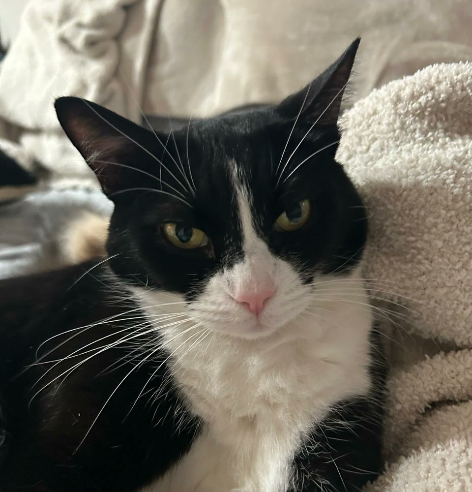 A black and white cat angrily staring at the camera 📷. 