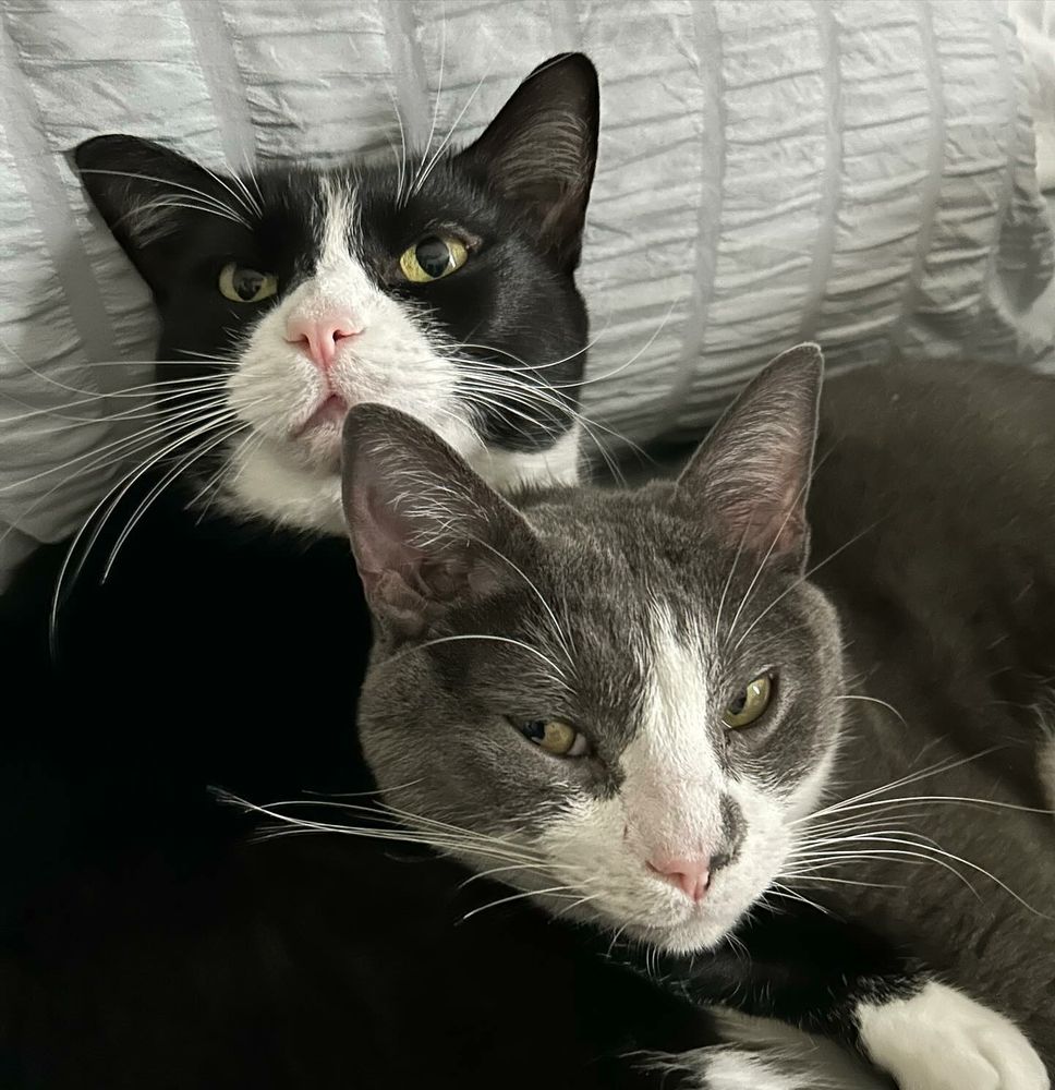 A couple of cats looking besides the camera 