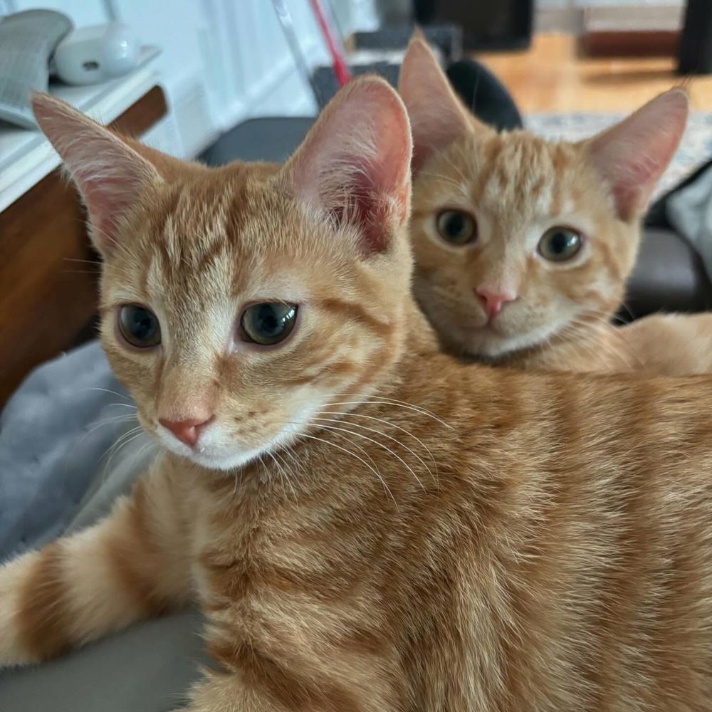 Twins staring at something besides the camera 📷 