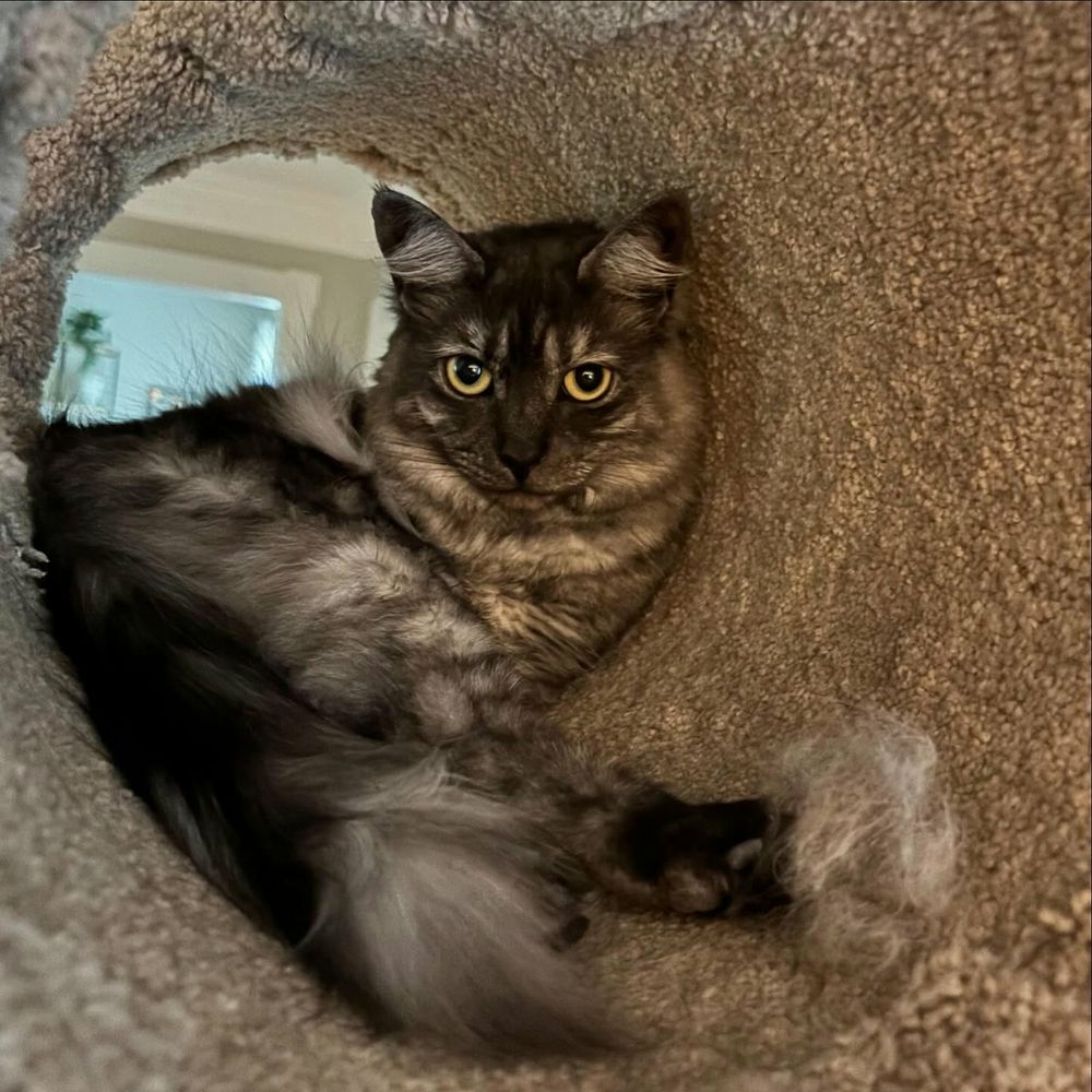 A cat sitting inside a roll. 