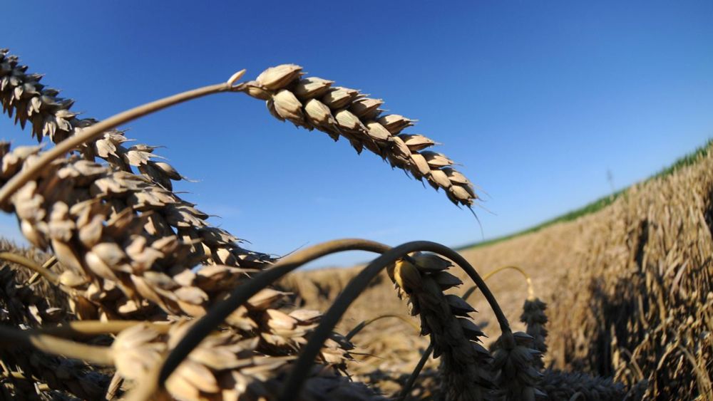 Bauern spüren Klimawandel: "In Süddeutschland ist es für Weizen schon sehr warm"